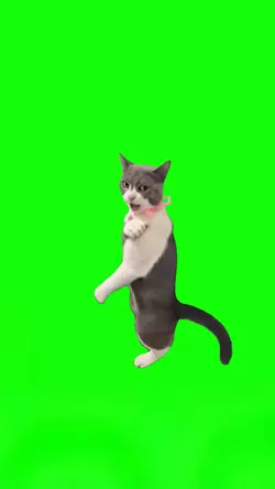 Karate Kitten