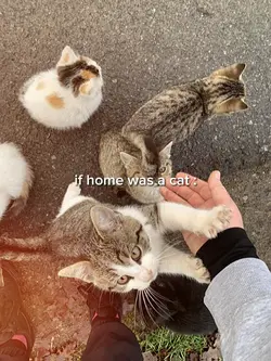 if home was a cat