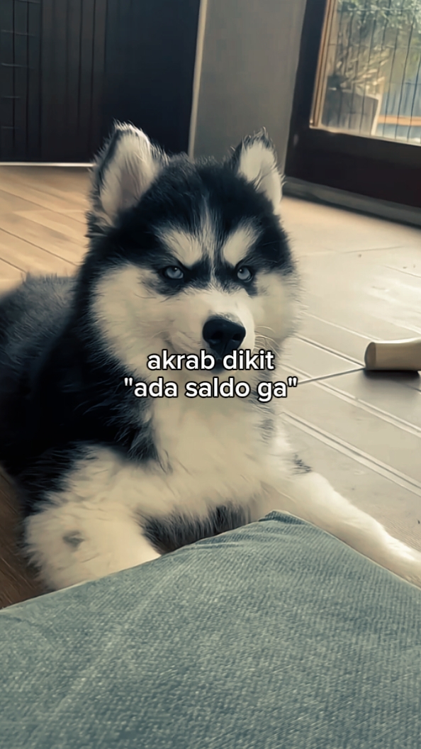 Foto Live-Text