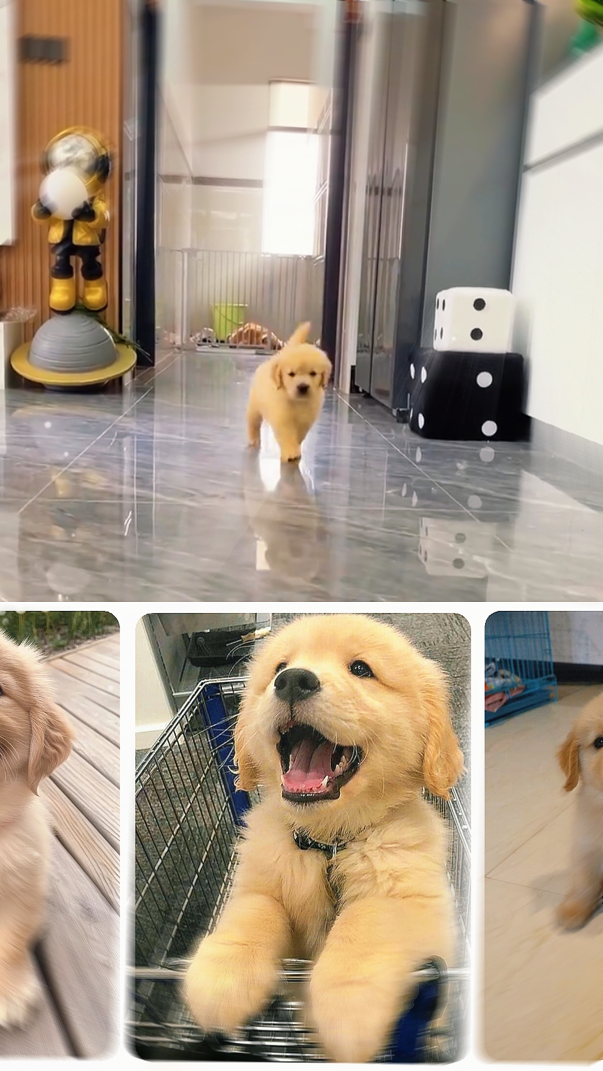 noyau de chien mignon