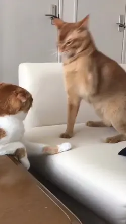 drama kucing brantem