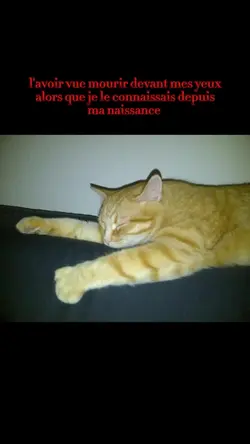 mon chat...