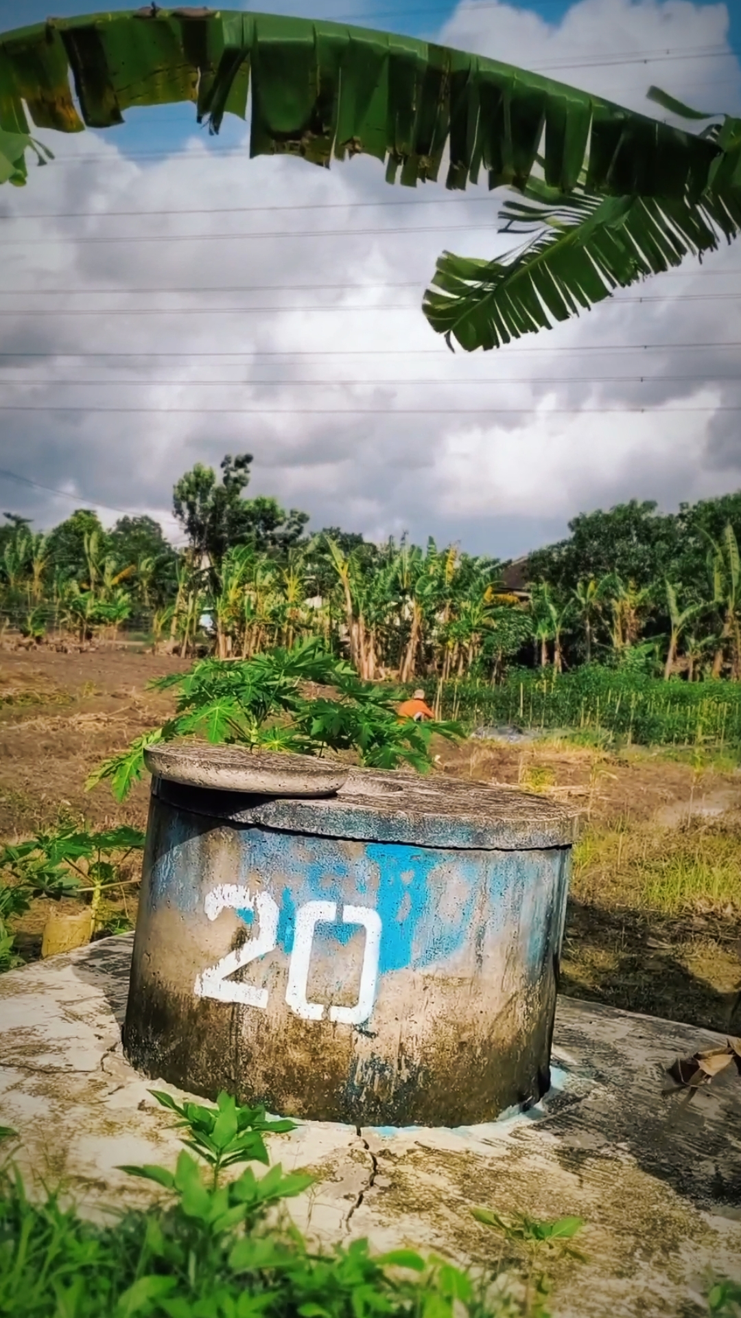 Cover Picture