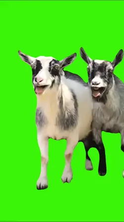 KAMBING KETAWA NGEJE