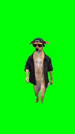 SKOW DOG WALKING
