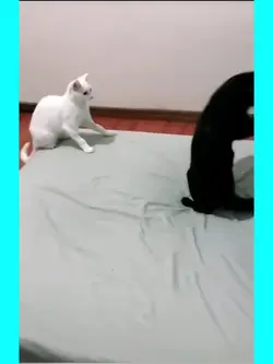 viral tik tok 