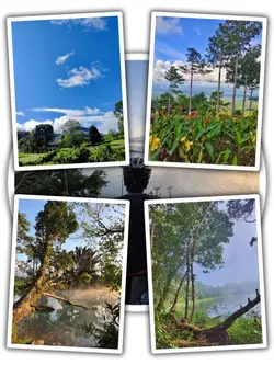 5Pic Trans Aesthetic