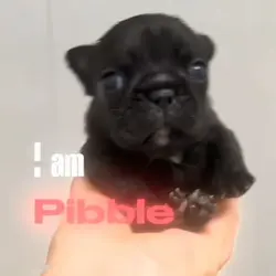 I am piddle wash-