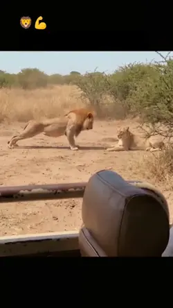 Lion pushups new