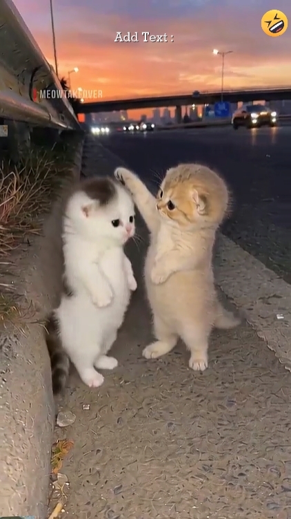 Cute Cat-