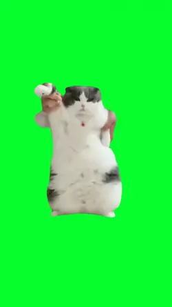 dancing cat funny