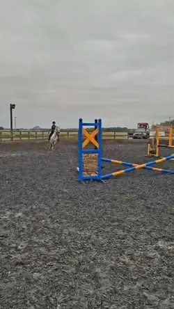 New pony teddy