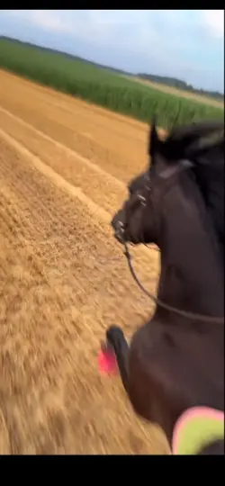 Horse Slowmo💕