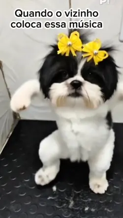 cachorro dançando 