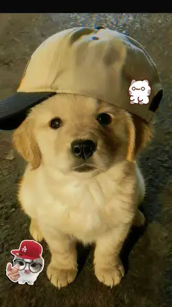 my cute dog