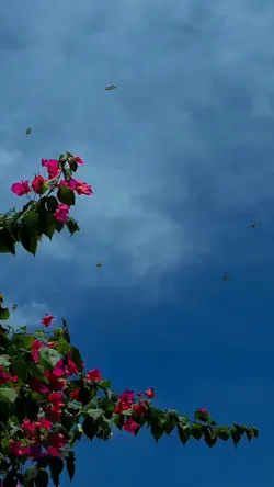 Slowmotion video 🌸✨