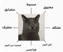 🐈😂