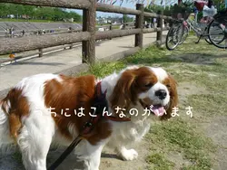 愛犬や愛猫ちゃん達におすすめします!🐶🐱