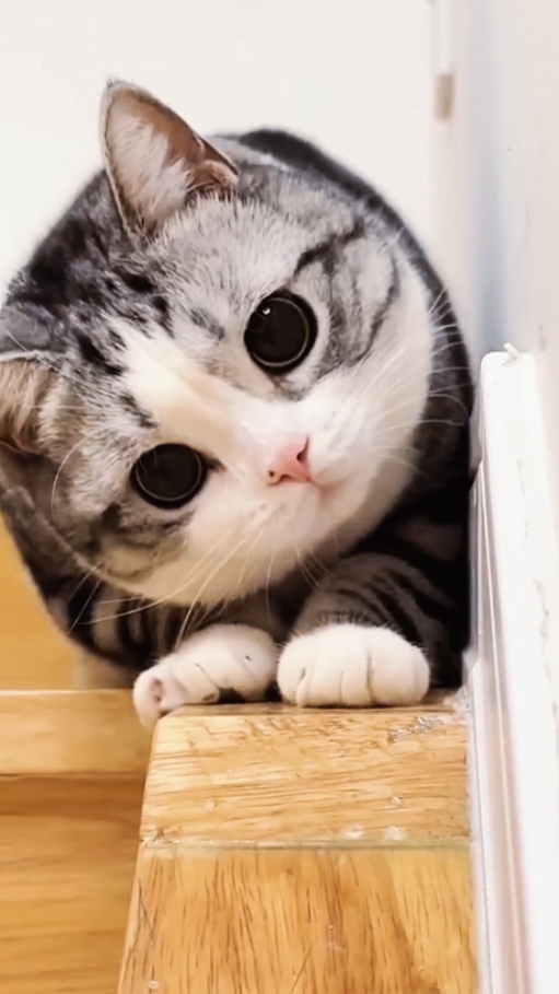 Gato lindo