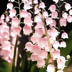 cradles_변조, 배속