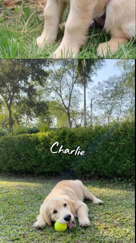 camera roll