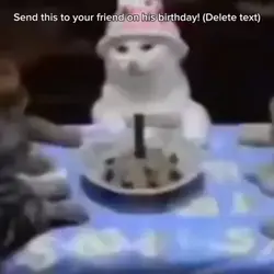 Cat funny b-day