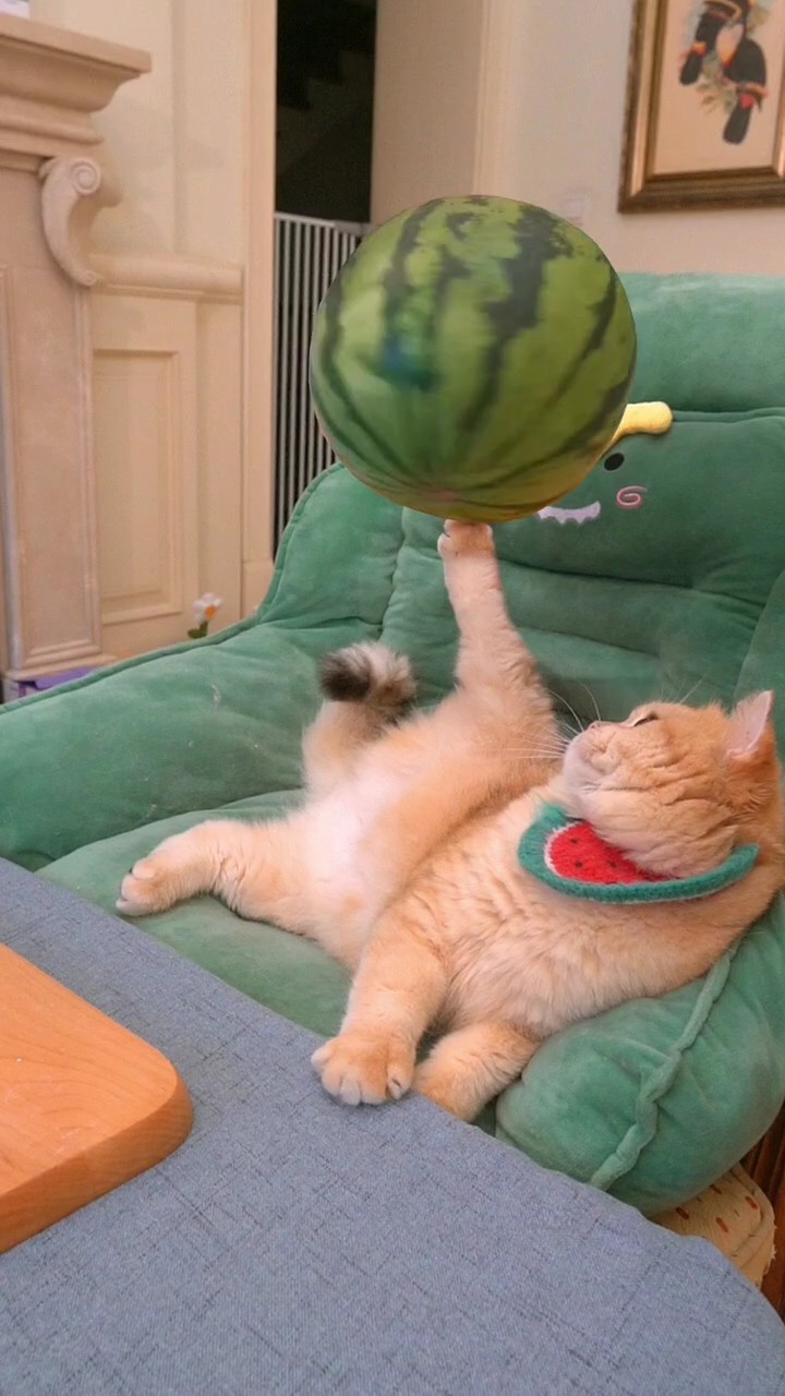 Chat pastèque