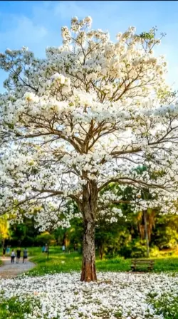 Primavera Chegou