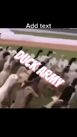 Duck army
