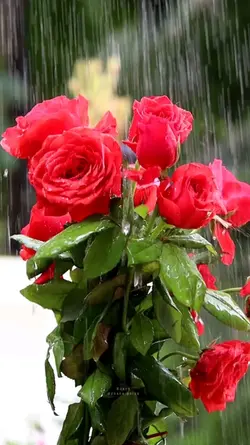 Rain 
