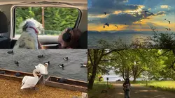 grid 4 video