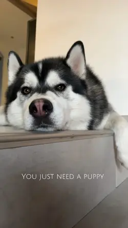 Need a Puppy 🐶 