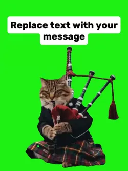 cat meme