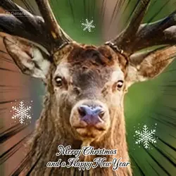 Season’s Greetings