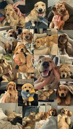 My dog 