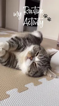 Sleeping cat