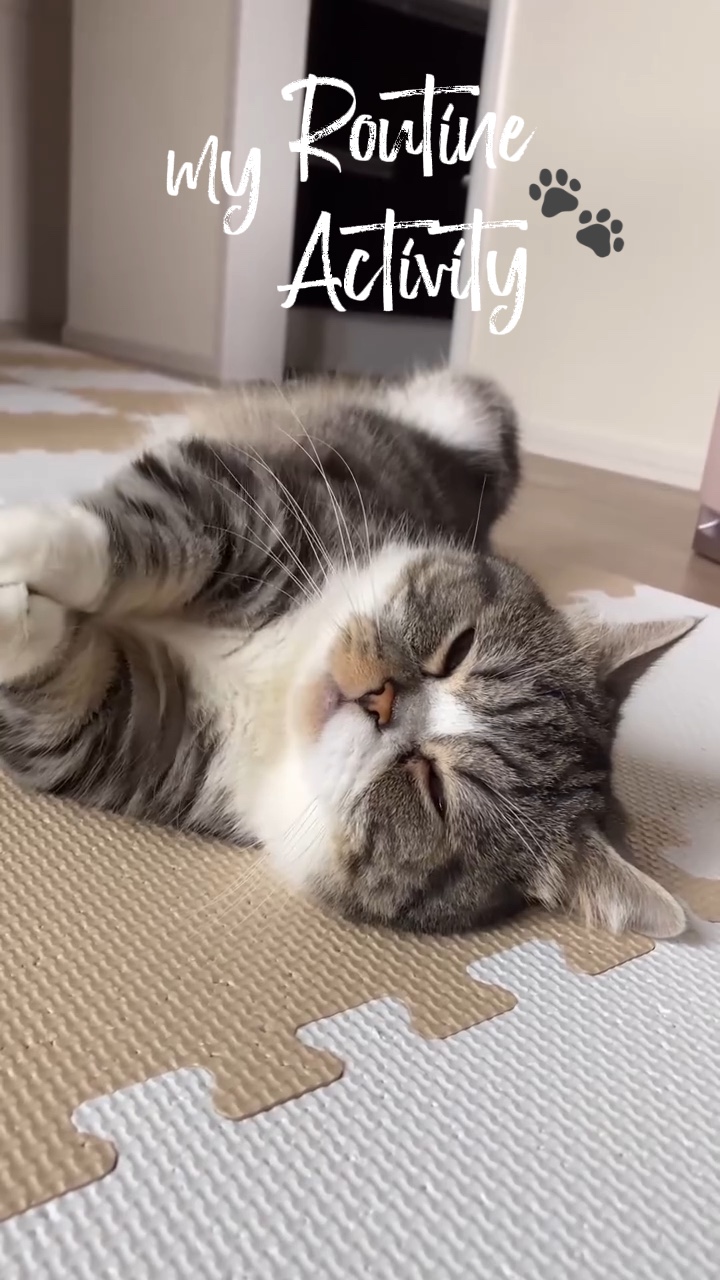 schlafende Katze