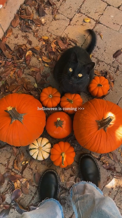 Halloween arrive 