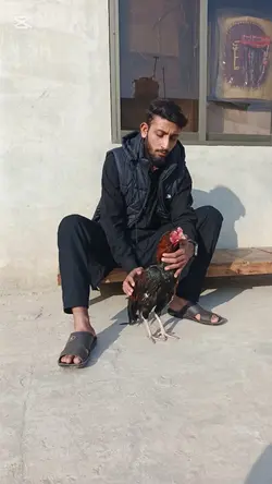 aseel murga attitude