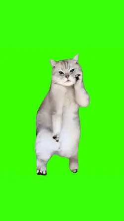 kucing joget terbaru