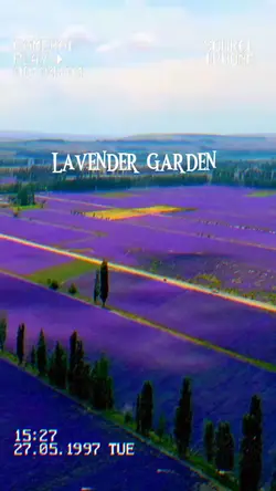 Vlog Lavender garden