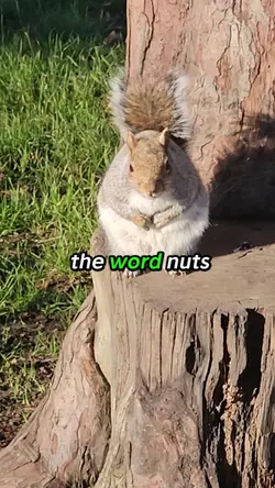 The Nuty squirrel