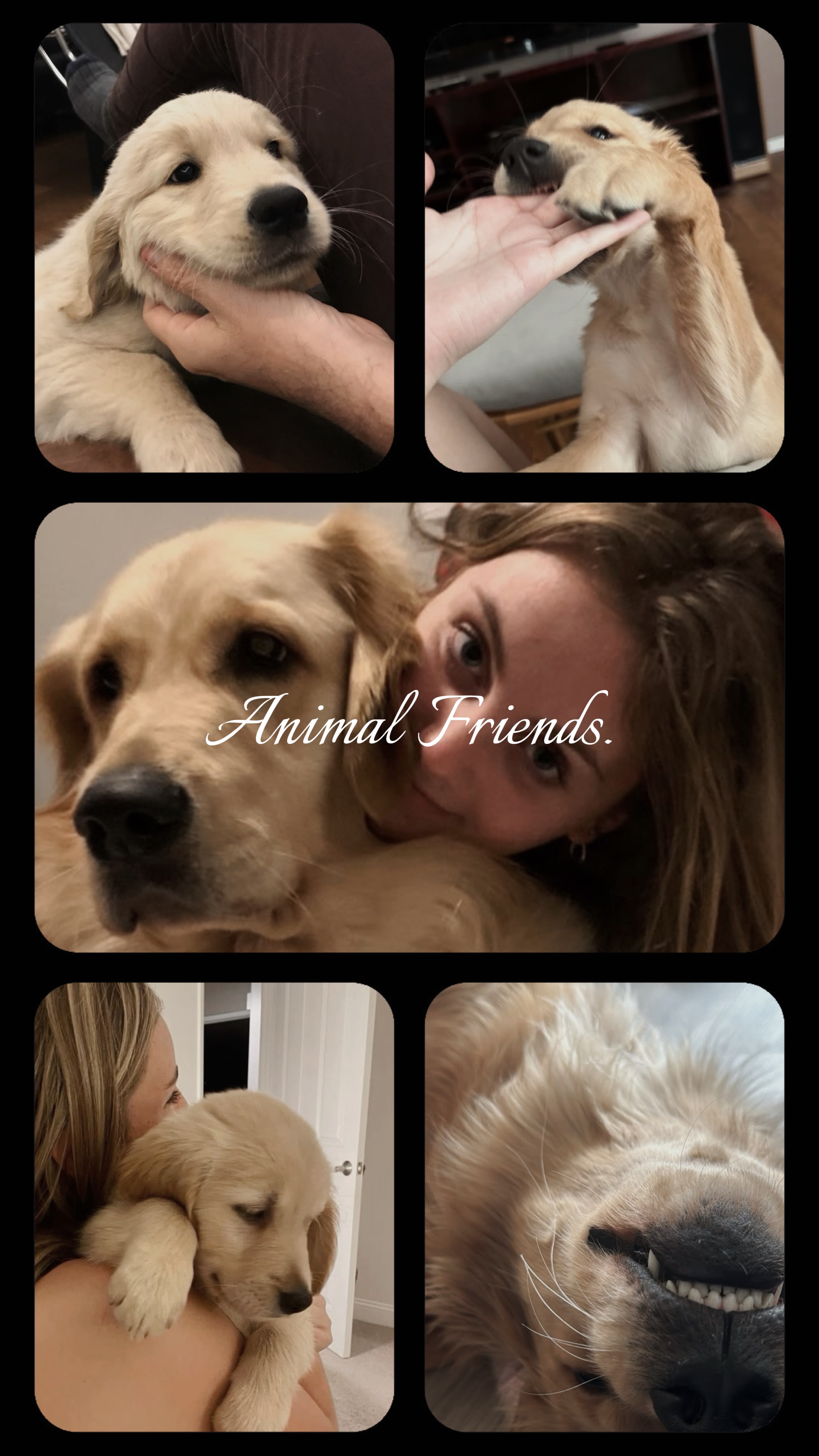 Amigo animal