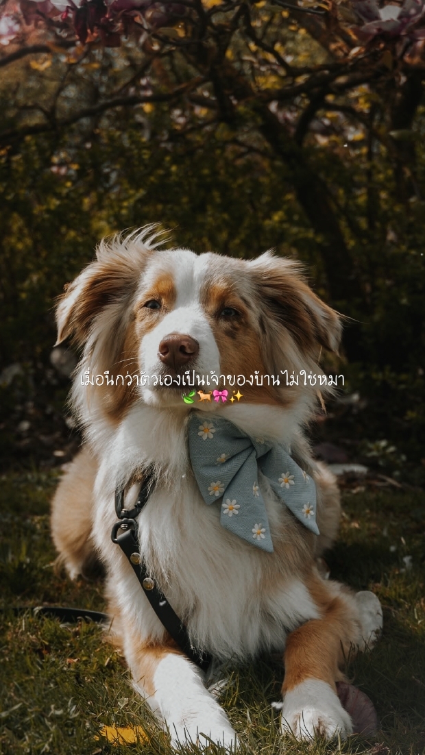 Lindo perro