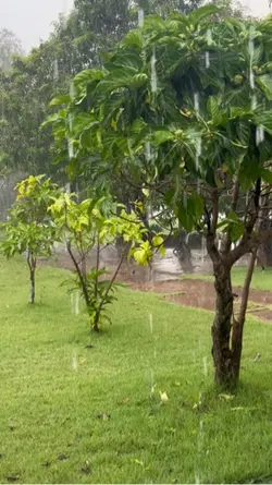 Chuva Bem vinda