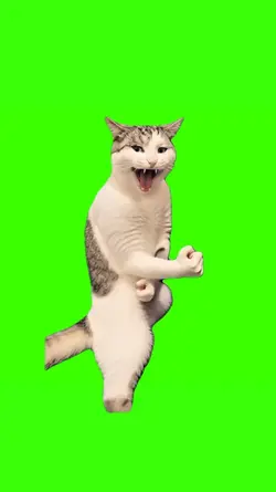 the karate cat