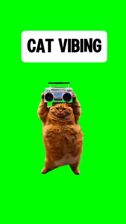 CAT VIBING