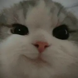 Cute cat