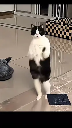 dancing cat