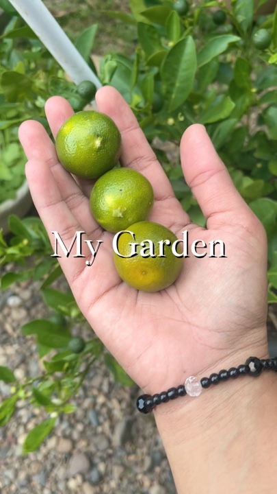 My Garden Vlo